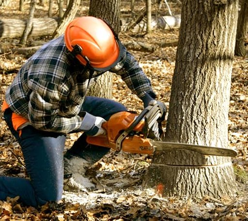 Tree Removal in Wilsons, VA